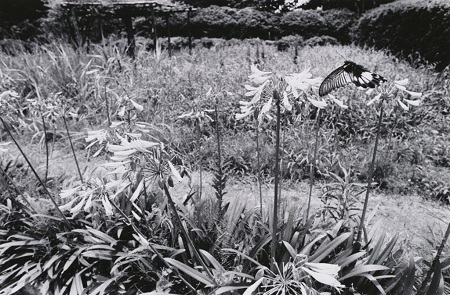 Nobuyoshi Araki, From the series of Sentimental Journey, 1971, Gelatin silver print, Collection of Tokyo Photographic Art Museum ©Nobuyoshi Araki