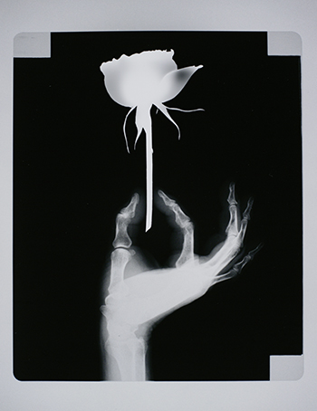 Narahara Ikko, Inner Flower: Rose, Tineke, 1991, Gelatin silver print