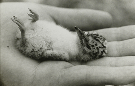 田村栄《てのひらのヒナ（孵化3日目）》〈多摩川の鳥〉より 1954-1960年 ゼラチン・シルバー・プリント 東京都写真美術館蔵