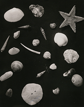 恩地孝四郎〈博物志〉より 1938-42年 ゼラチン・シルバー・プリント　東京都写真美術館蔵