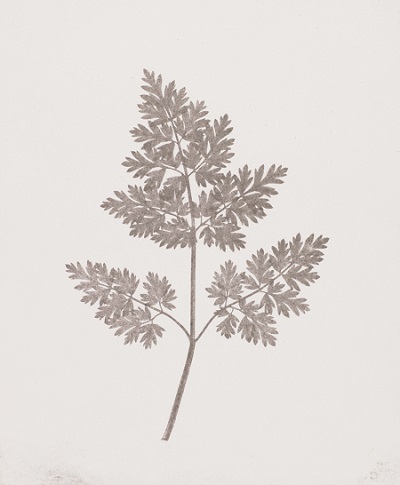 William Henry Fox Talbot ｜自然の鉛筆 今月の1冊】トルボットが描いた世界初の写真集『自然の鉛筆