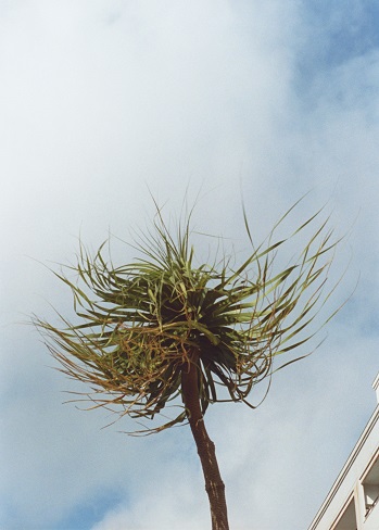 A Palm Tree #3